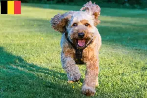 Read more about the article Criadores de Cockapoo e cachorros na Bélgica