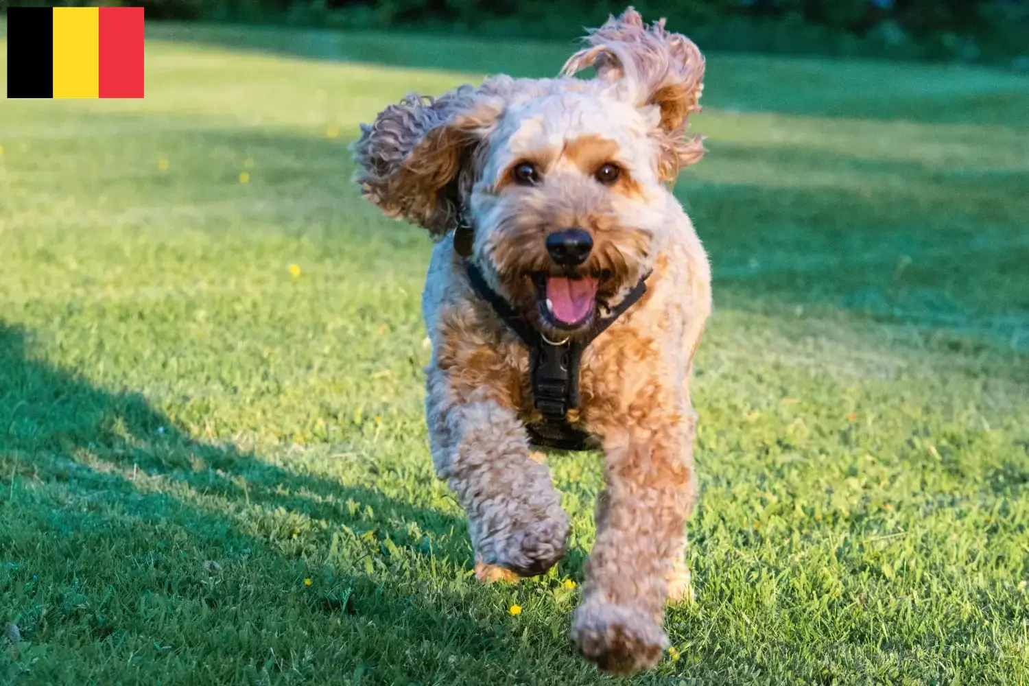 Read more about the article Criadores de Cockapoo e cachorros na Bélgica