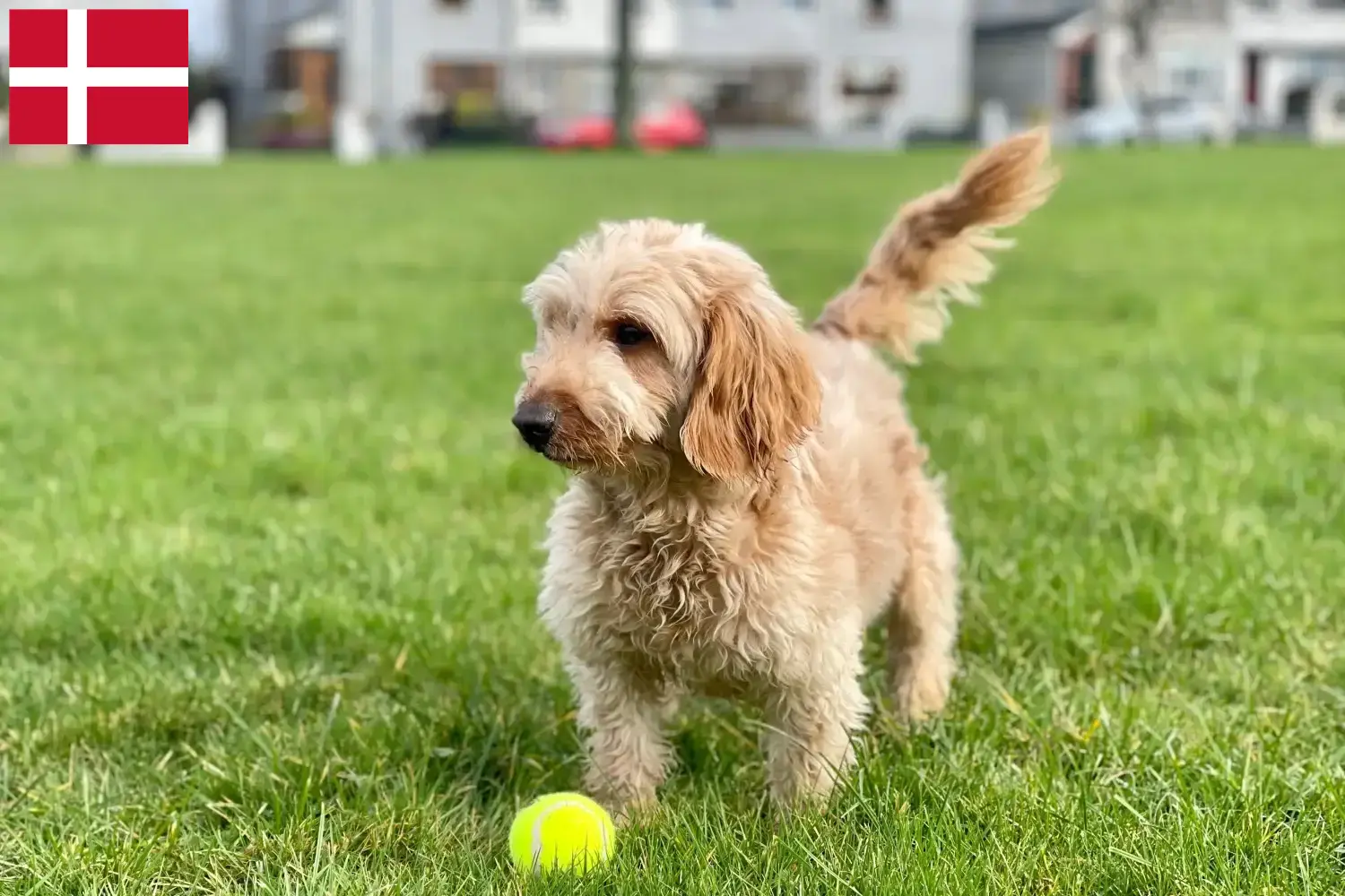 Read more about the article Criadores de Cockapoo e cachorros na Dinamarca
