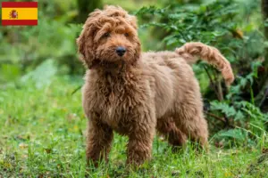 Read more about the article Criadores de Cockapoo e cachorros em Espanha