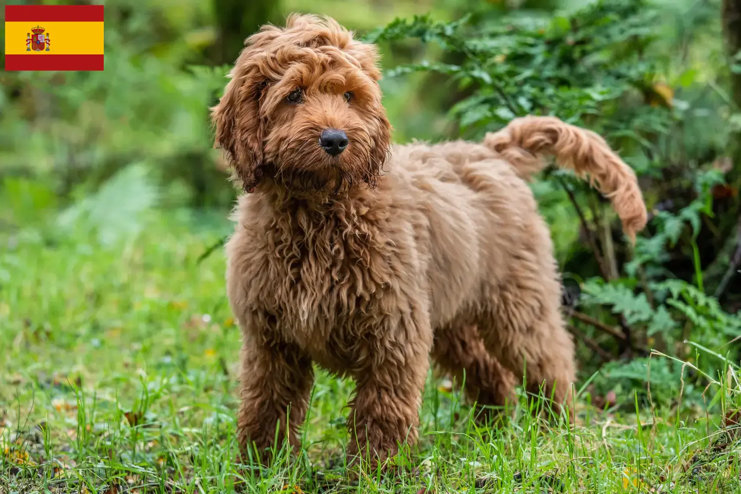 Read more about the article Criadores de Cockapoo e cachorros em Espanha