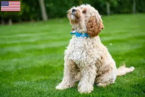 Read more about the article Criadores de Cockapoo e cachorros nos EUA