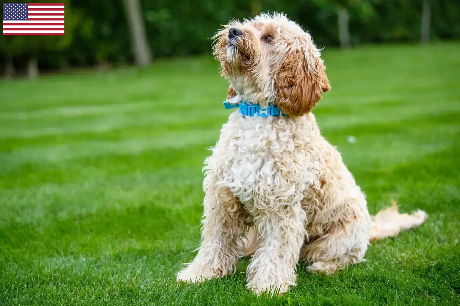 Read more about the article Criadores de Cockapoo e cachorros nos EUA