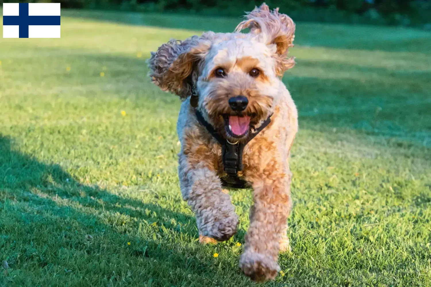Read more about the article Criadores de Cockapoo e cachorros na Finlândia