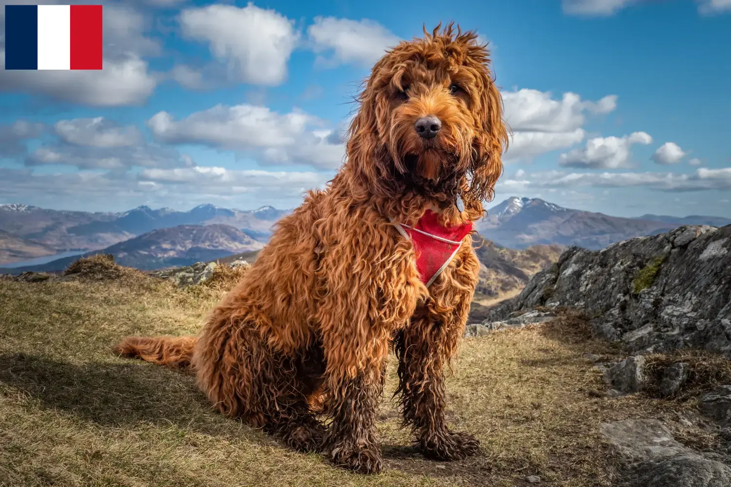Read more about the article Criadores de Cockapoo e cachorros em França