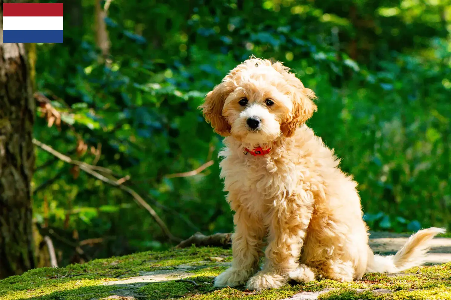 Read more about the article Criadores de Cockapoo e cachorros nos Países Baixos