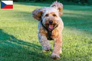 Read more about the article Criadores de Cockapoo e cachorros na República Checa