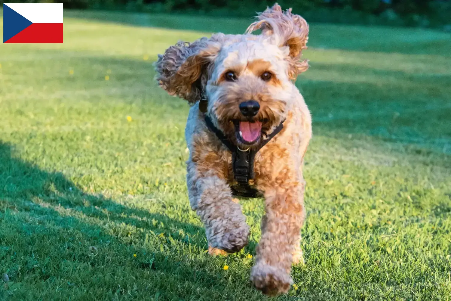 Read more about the article Criadores de Cockapoo e cachorros na República Checa