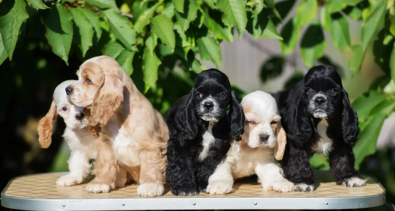 Comprar um cachorro American Water Spaniel significa assumir responsabilidades! Comprar cachorros Cocker Spaniel americanos.