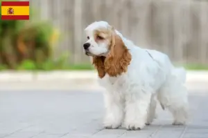Read more about the article Criadores de Cocker Spaniel Americano e cachorros em Espanha