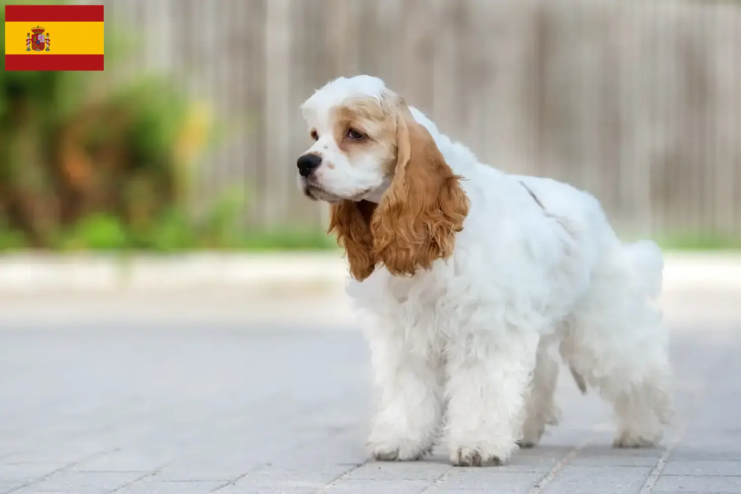 Cocker Spaniel americano cachorros e criadores Espanha Encontre aqui criadores de Cocker Spaniels americanos em Espanha.