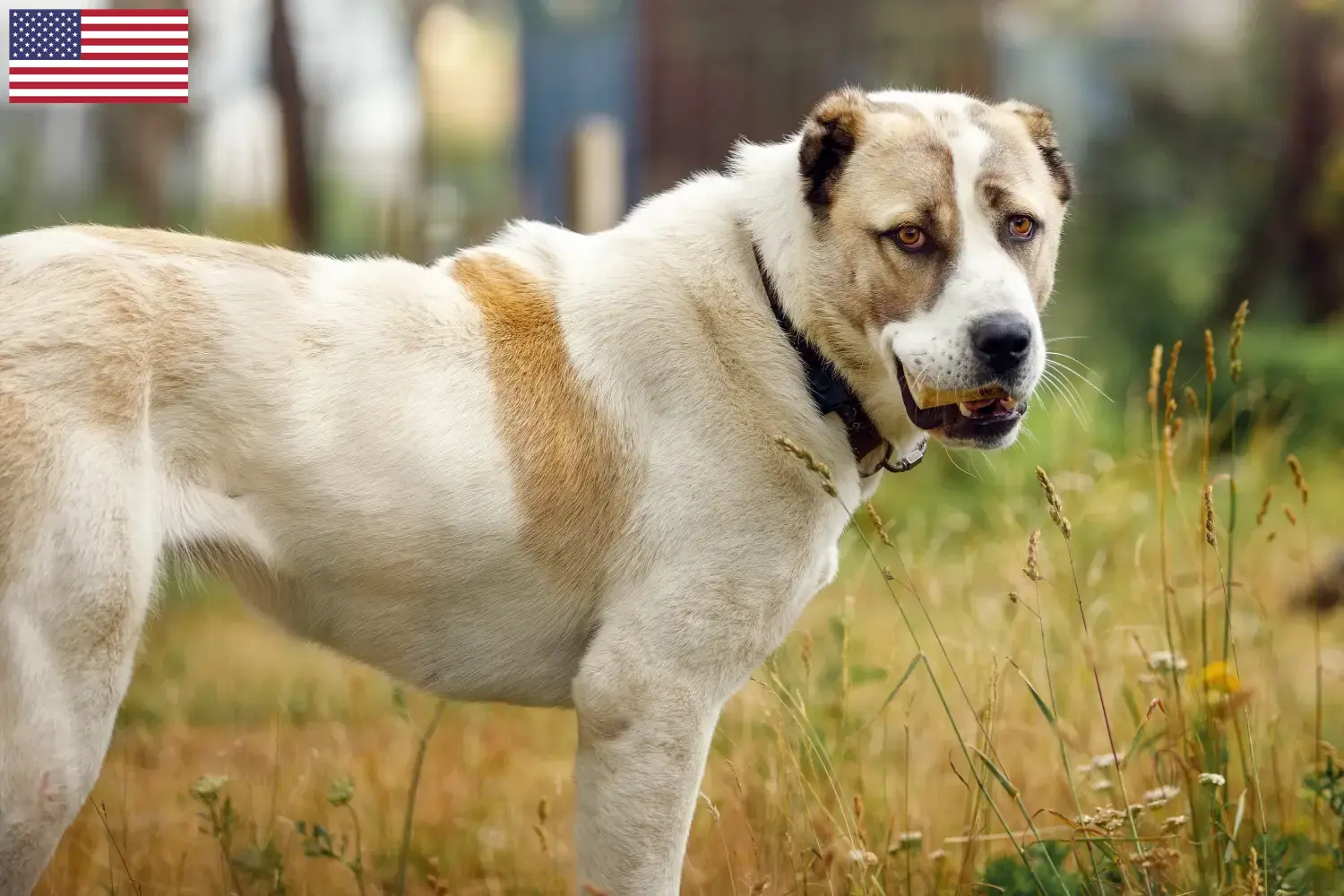 Read more about the article Criadores e cachorros de Pastor da Ásia Central nos EUA