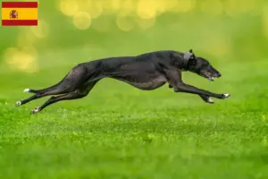 Read more about the article Criadores de galgos e cachorros em Espanha