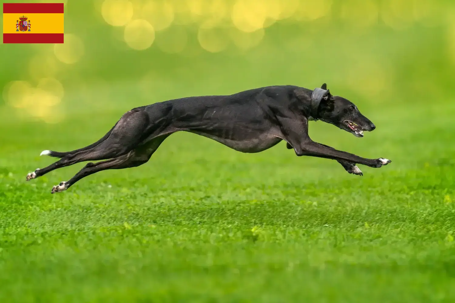 Galgos cachorros e criadores Espanha Aqui pode encontrar criadores de galgos em Espanha.