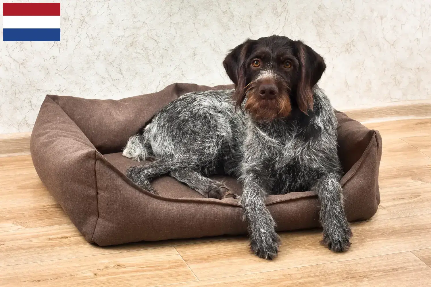 Read more about the article Criadores e cachorros de Pelo Cerdoso Alemão nos Países Baixos