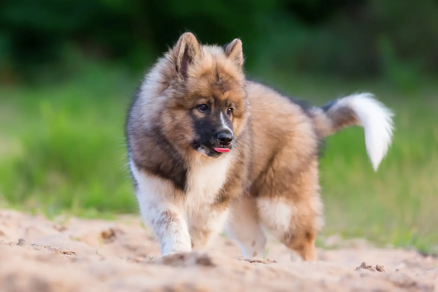 Comprar um cachorro Elo significa assumir a responsabilidade! Comprar cachorros Elo.
