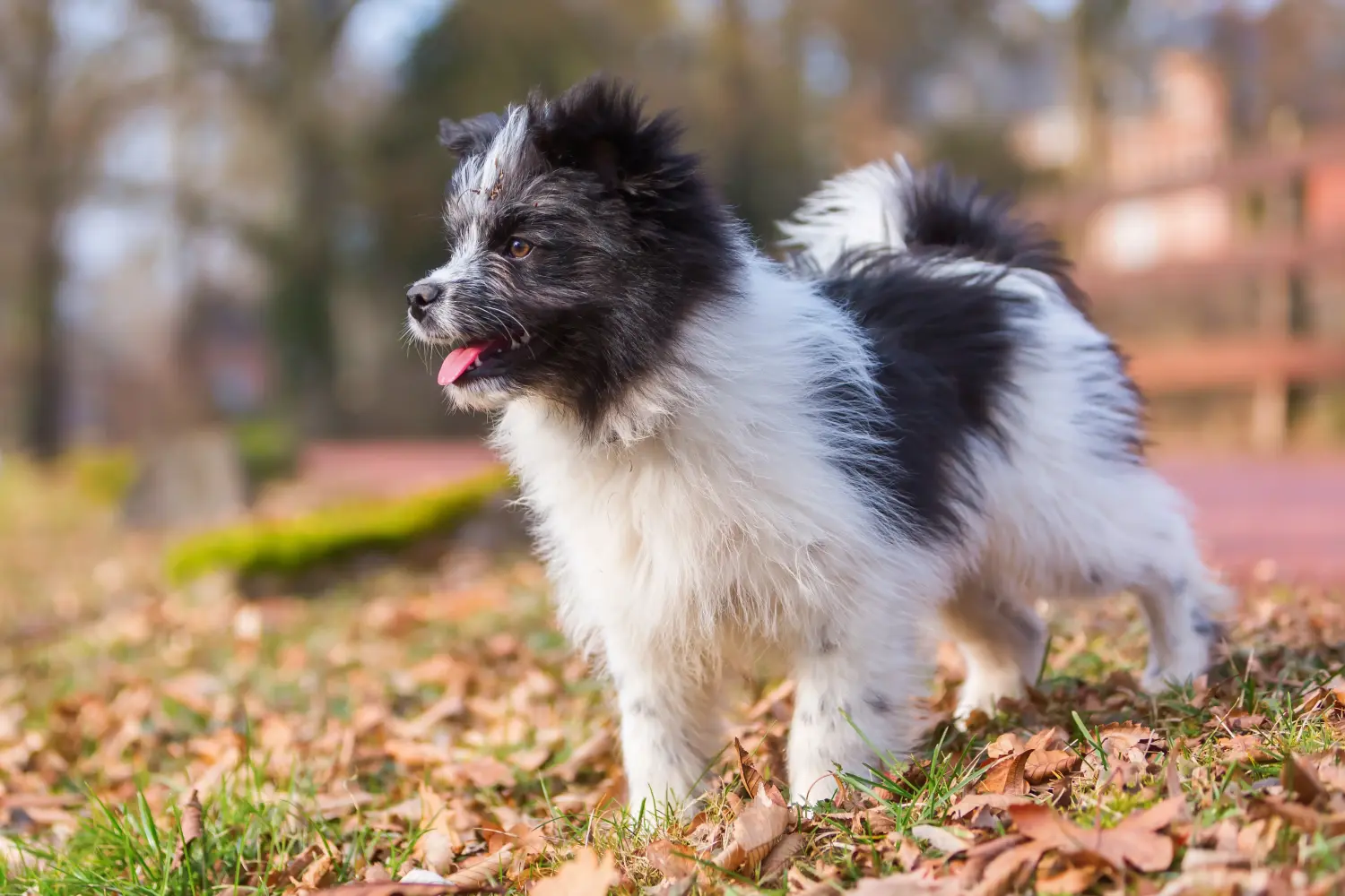 Comprar um cachorro Elo significa assumir a responsabilidade! Comprar cachorros Elo.