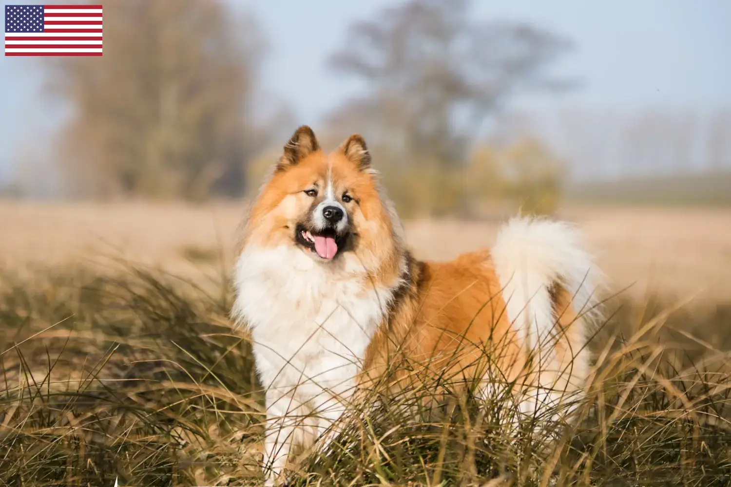 Elo cachorros e criadores EUA Aqui pode encontrar criadores de Elos nos EUA.