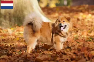 Read more about the article Criadores de Elo e cachorros nos Países Baixos
