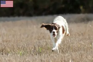 Read more about the article Épagneul français criadores e cachorros nos EUA