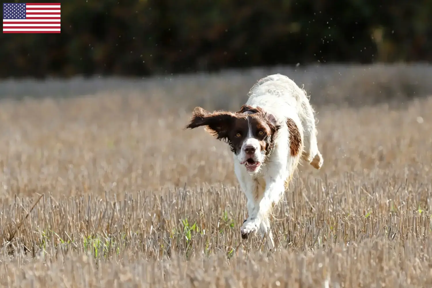 Épagneul français cachorros e criadores EUA Aqui pode encontrar criadores de Épagneul français nos EUA.