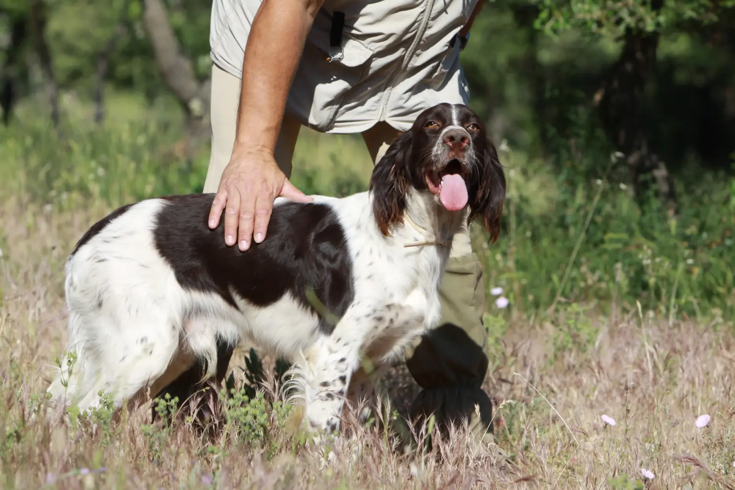 Épagneul français - O meu amor por esta raça de cão. Porque é que gosto do Épagneul français