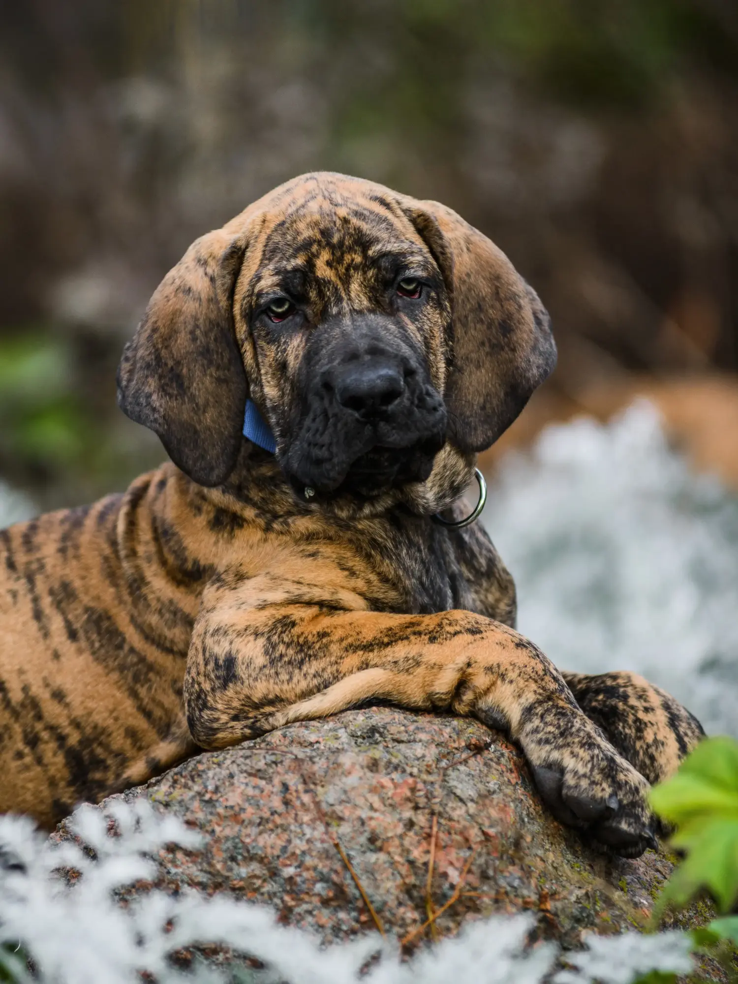 Comprar um filhote de Fila Brasileiro significa assumir responsabilidades! Comprar cachorros Fila Brasileiro.