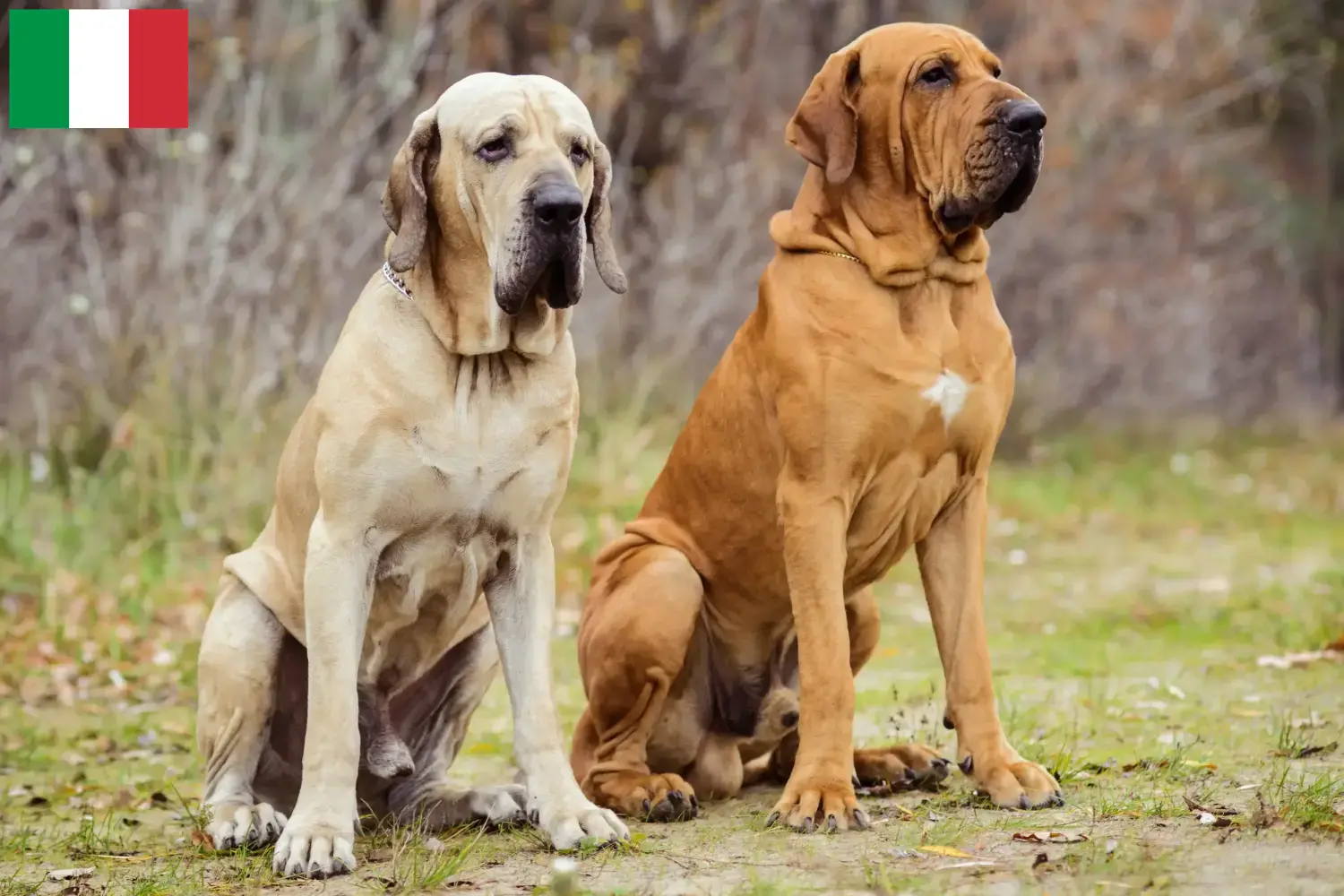 Fila Brasileiro cachorros e criadores Itália Aqui pode encontrar criadores de Fila Brasileiros em Itália.