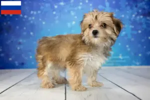 Read more about the article Criadores de Morkie e cachorros na Rússia