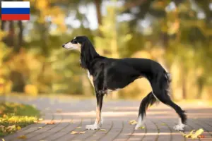 Read more about the article Criadores de saluki e cachorros na Rússia