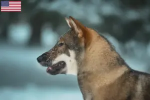 Read more about the article Criadores de Shikoku e cachorros nos EUA