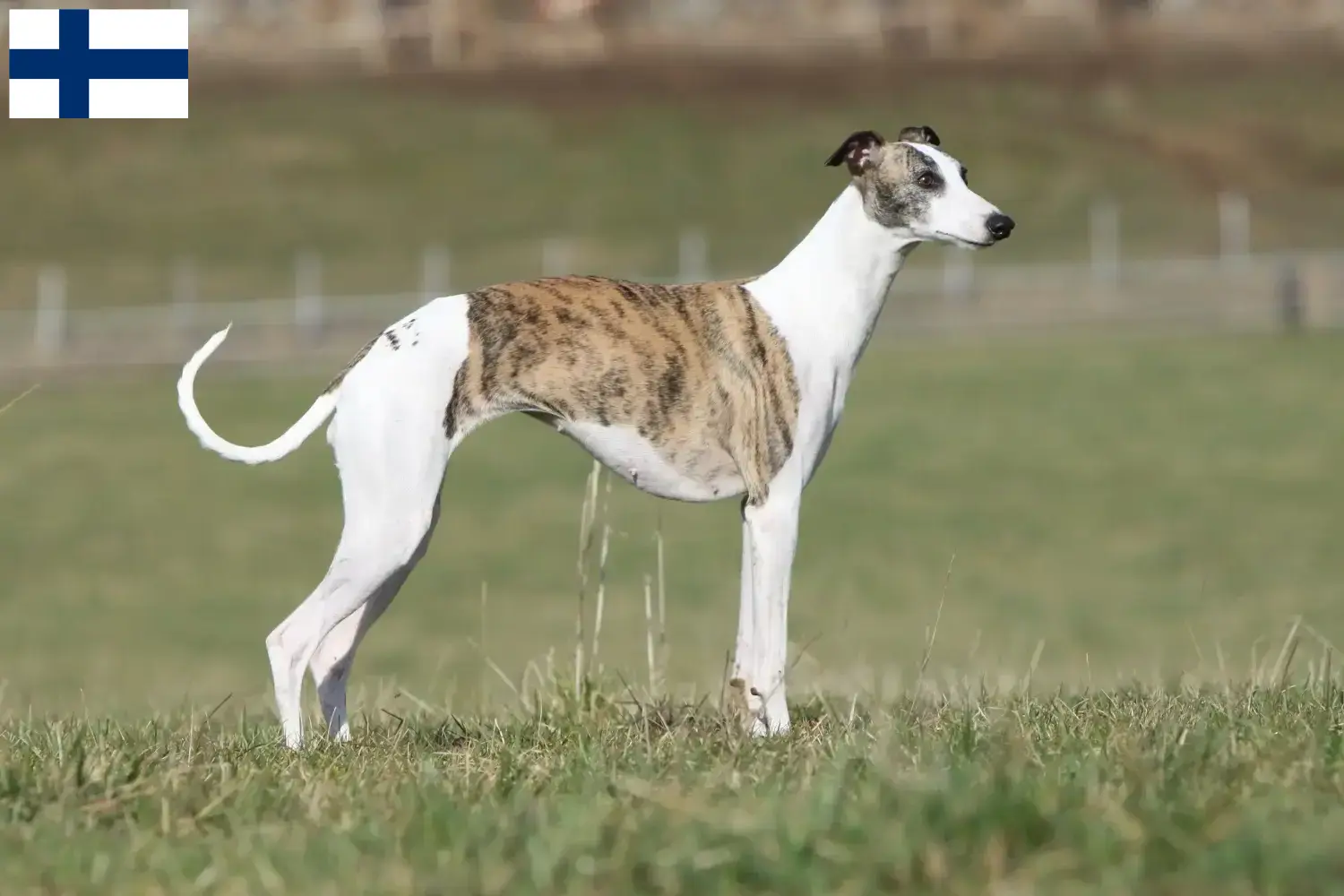 Read more about the article Criadores de Whippet e cachorros na Finlândia