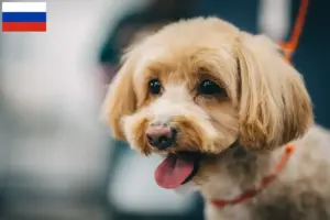 Read more about the article Criadores de Maltipoo e cachorros na Rússia