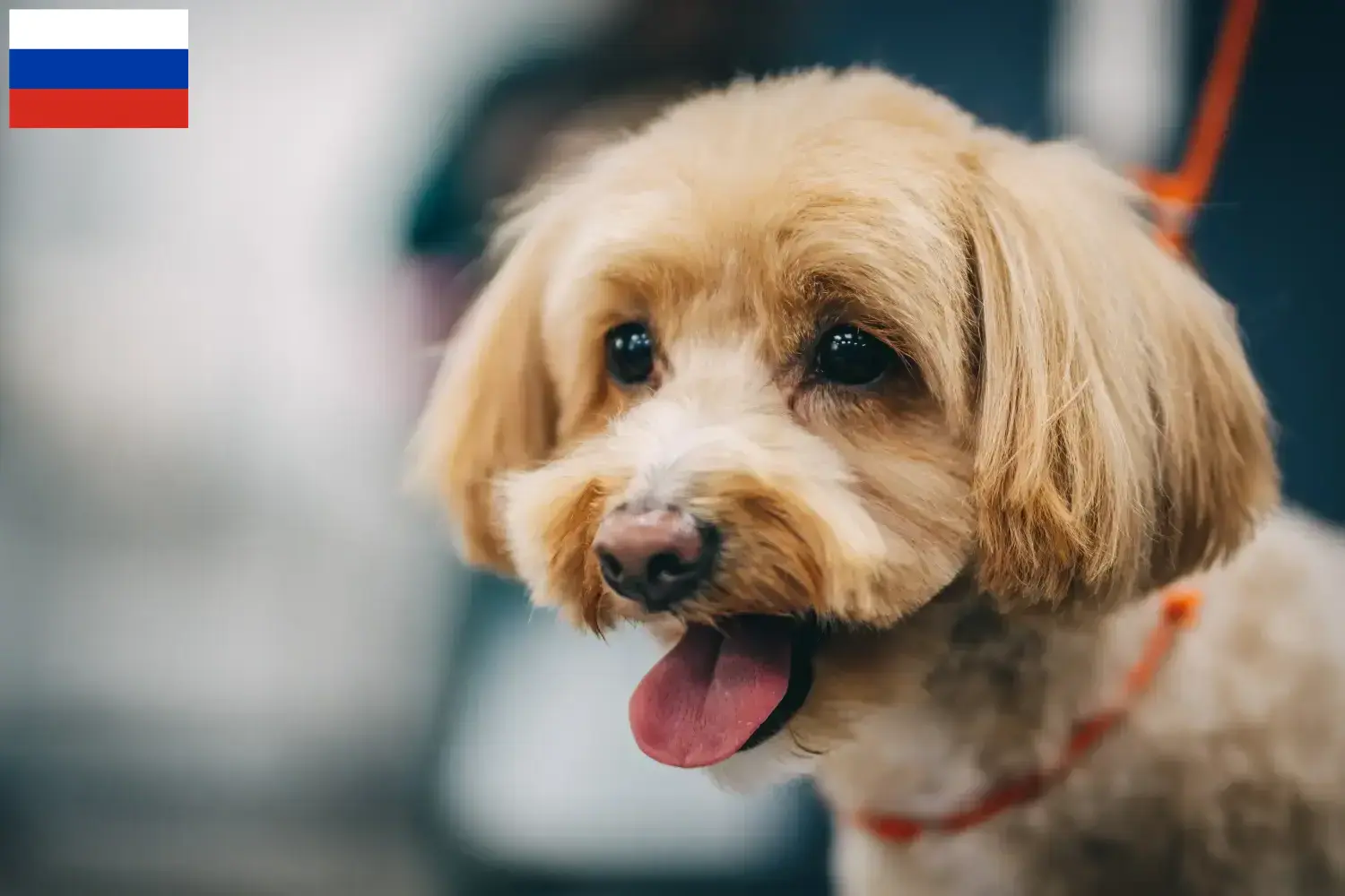 Cachorros Maltipoo e criadores Rússia Aqui pode encontrar criadores de Maltipoo na Rússia.