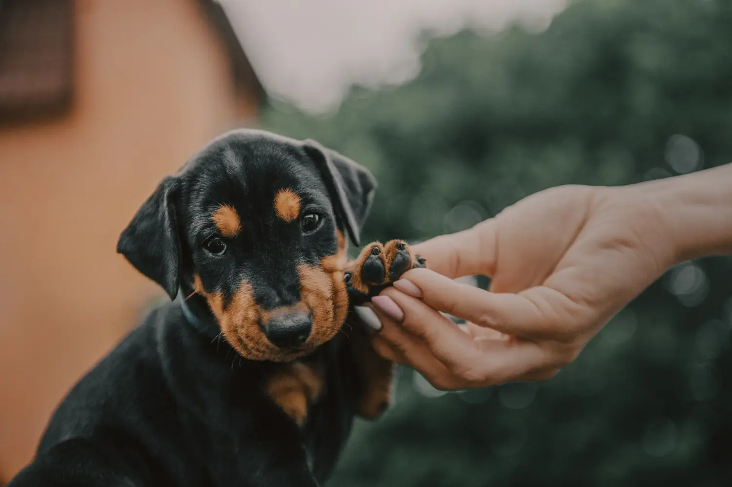 Comprar um cachorro Pinscher Alemão significa assumir responsabilidades! Comprar cachorros Pinscher alemão.