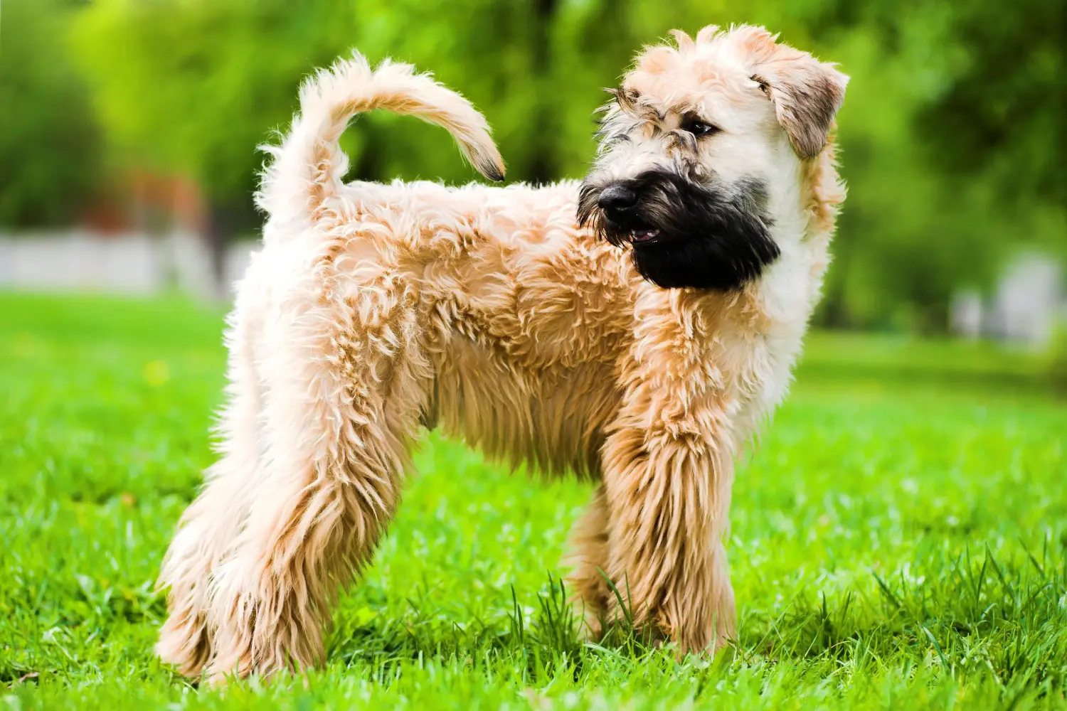 Comprar um cachorro da raça Irish Soft Coated Wheaten Terrier significa assumir responsabilidades! Comprar cachorros Wheaten Terrier revestidos de peles macias irlandeses.