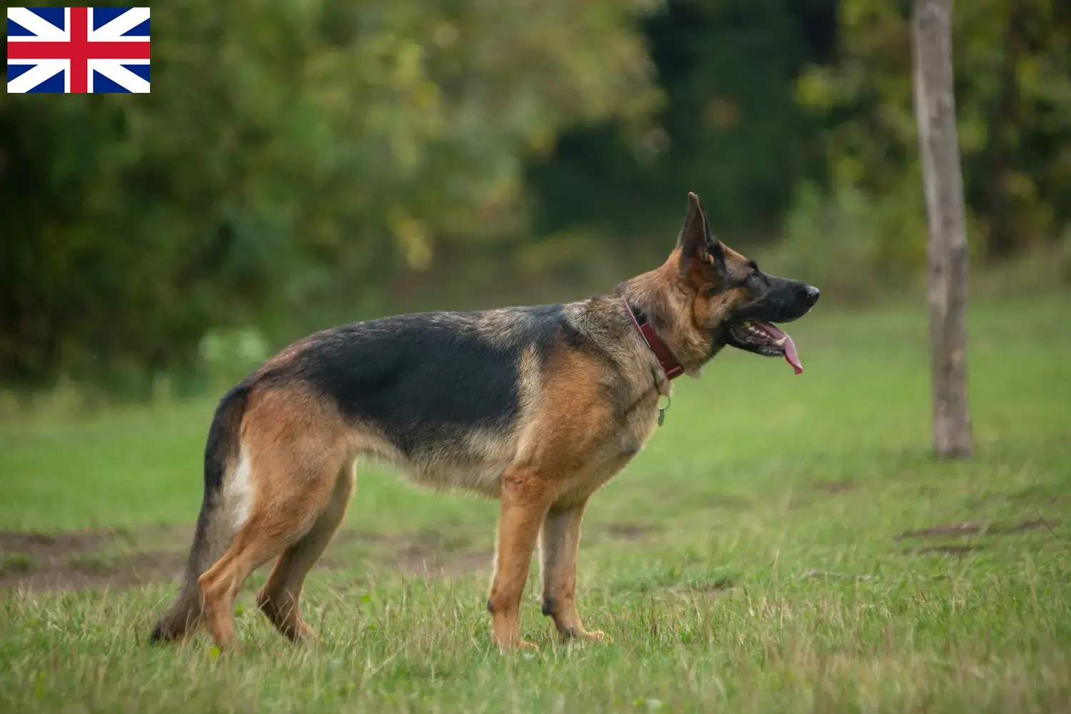 Filhotes e criadores de Pastor Alemão Grã-Bretanha Aqui pode encontrar criadores de cães de pastor alemão na Grã-Bretanha.
