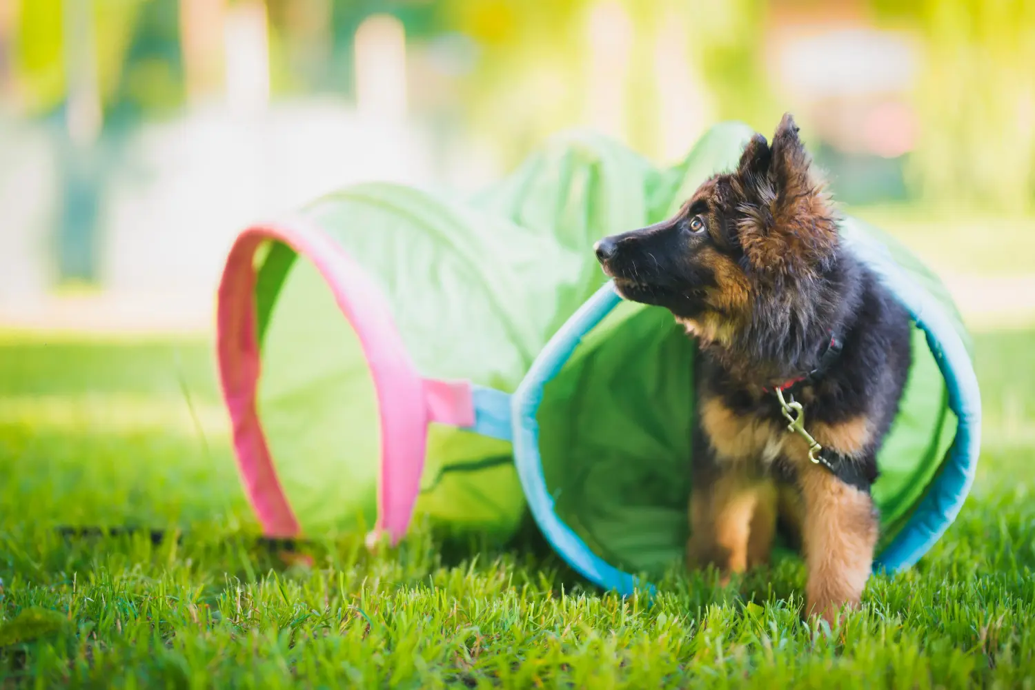 Comprar um cachorro de pastor alemão significa assumir responsabilidades! Comprar cachorros de pastor alemão.