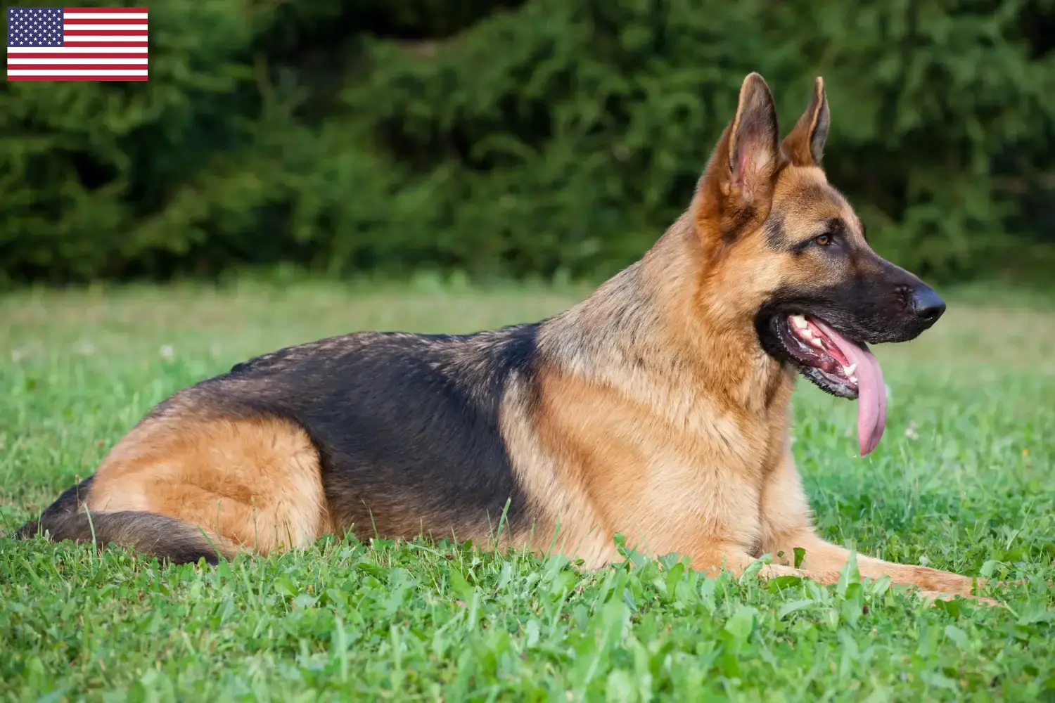 Filhotes de Pastor Alemão e Criadores EUA Aqui pode encontrar criadores de cães de pastor alemão nos EUA.