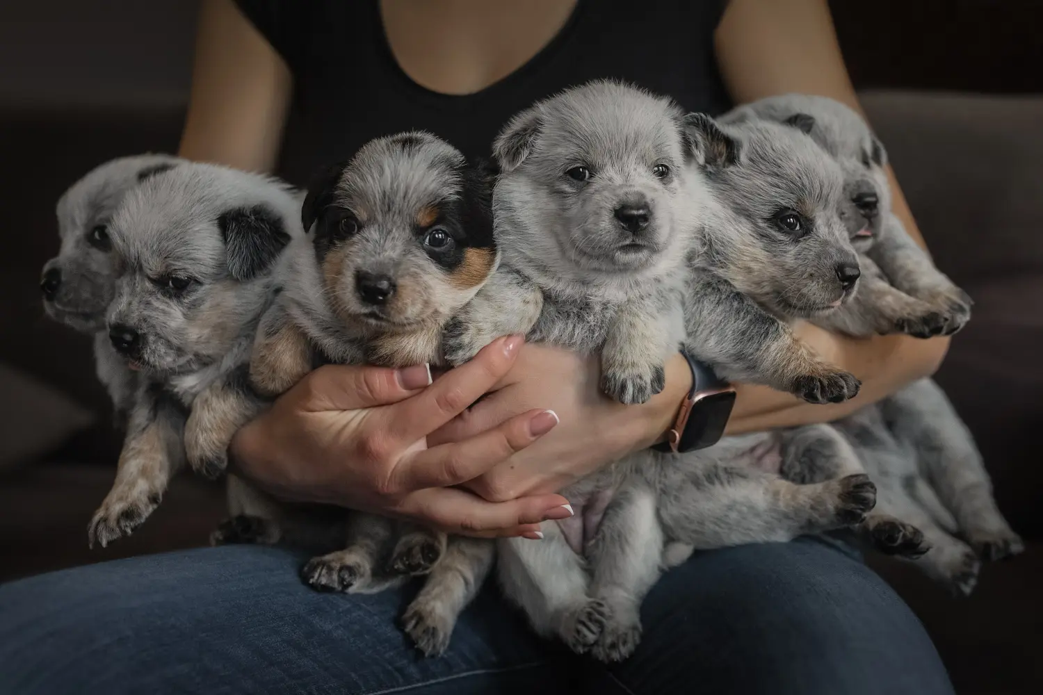 Comprar um cachorro Australian Cattle Dog significa assumir a responsabilidade! Comprar cachorros Australian Cattle Dog.