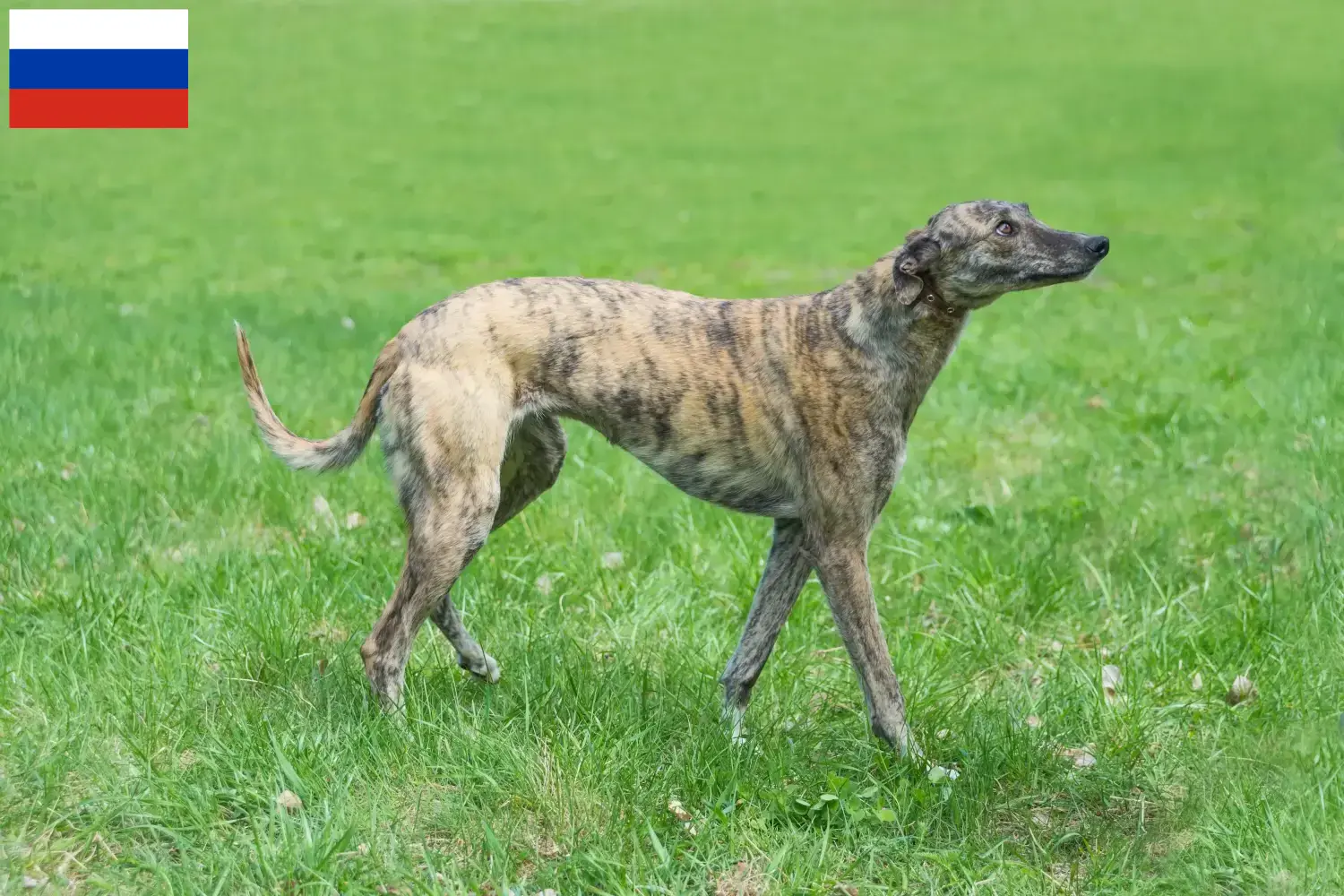 Cachorros e criadores de galgos Rússia Aqui pode encontrar criadores de galgos na Rússia.
