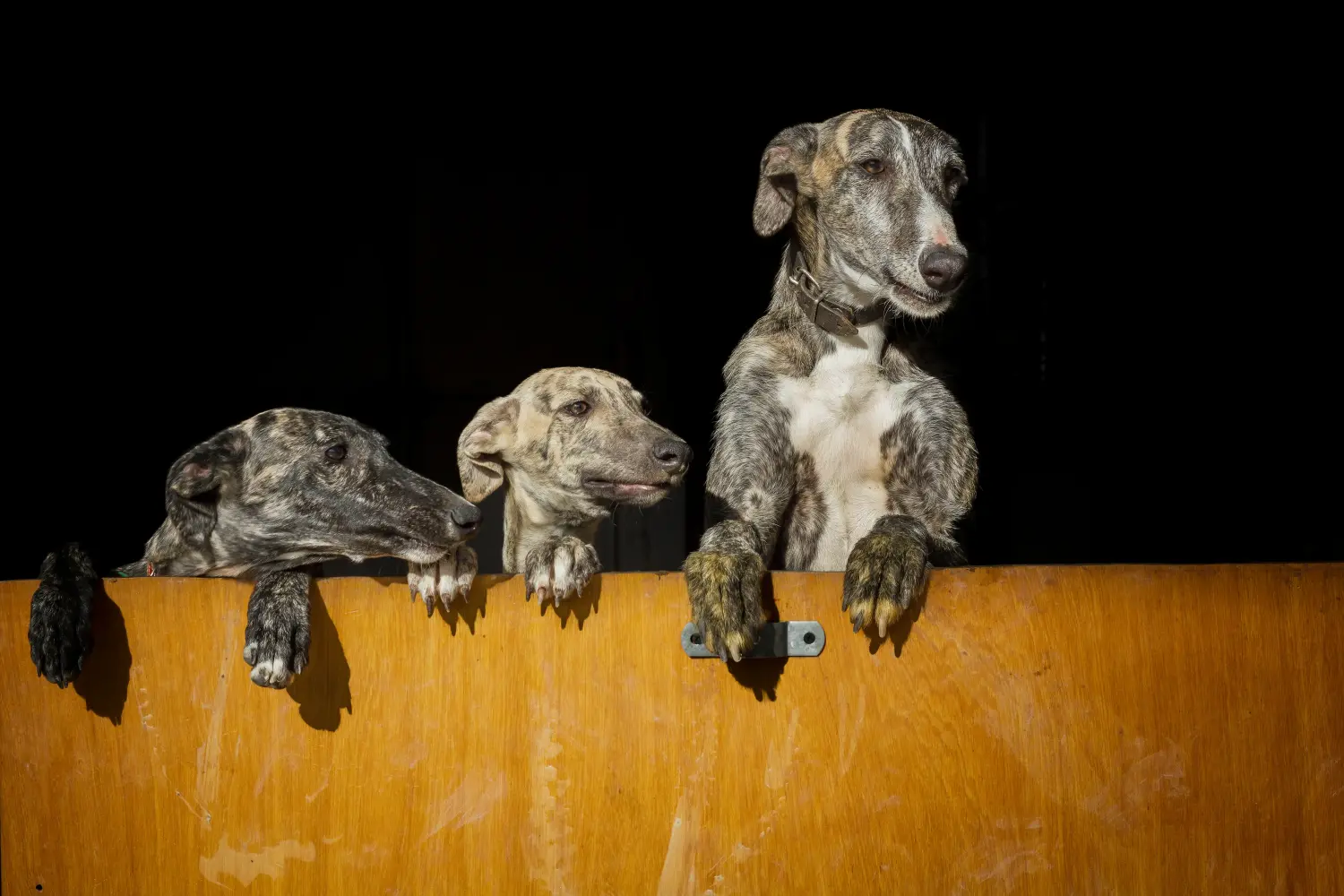 Comprar um cachorro Galgo Espanhol significa assumir a responsabilidade! Comprar cachorros Galgo Espanol.