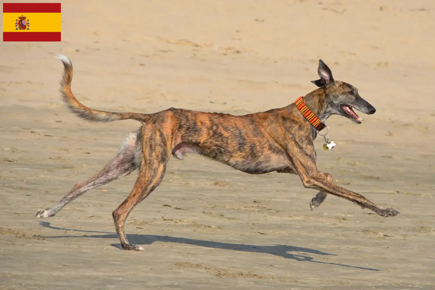 Galgo Espanol cachorros e criadores Espanha Aqui pode encontrar criadores de Galgo Espanols em Espanha.