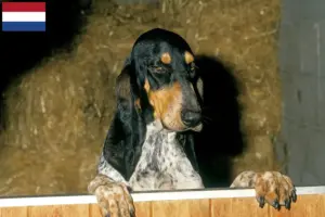Read more about the article Criadores de Gascon Saintongeois e cachorros nos Países Baixos