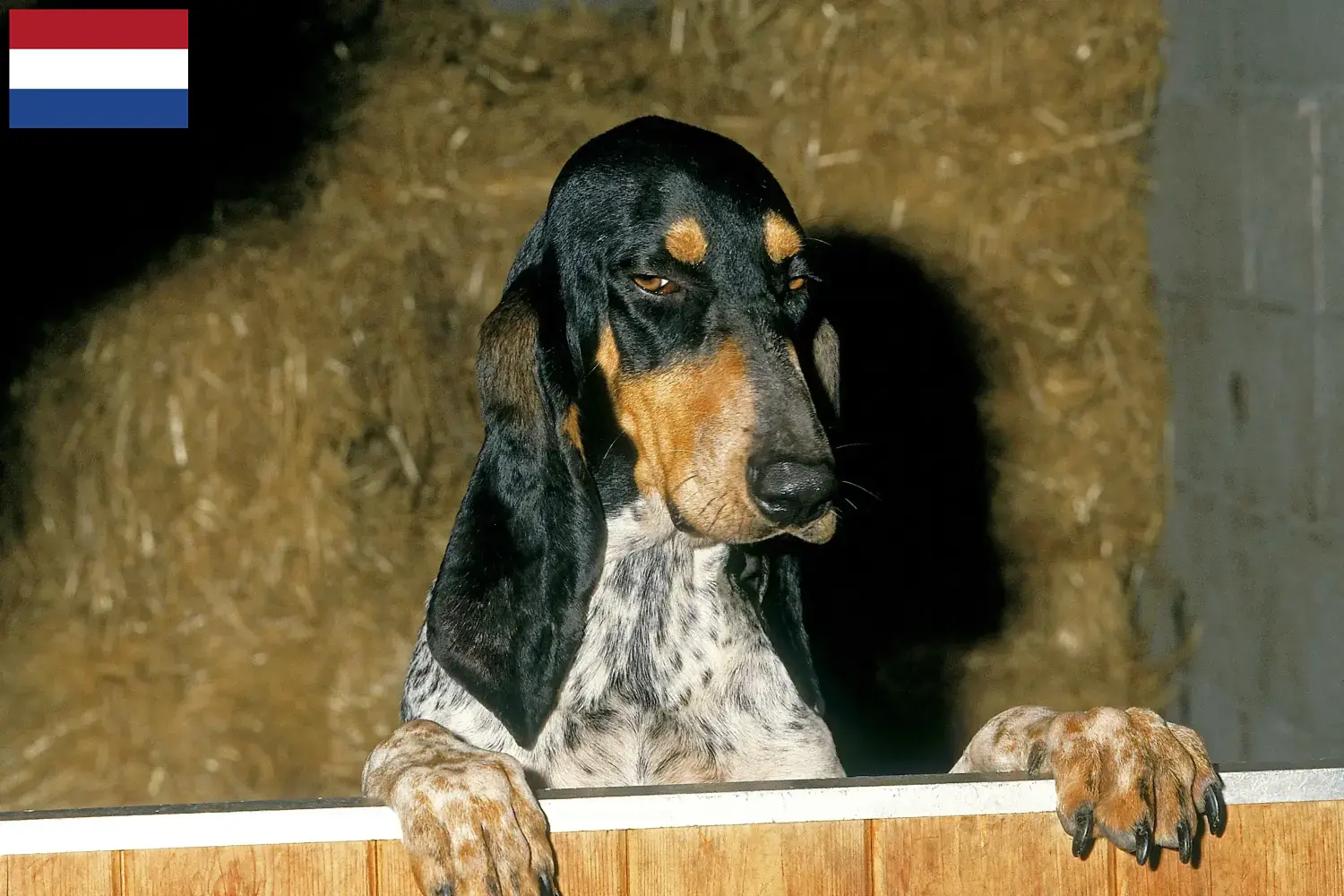 Gascon Saintongeois cachorros e criadores Países Baixos Aqui pode encontrar criadores de Gascon Saintongeois nos Países Baixos.