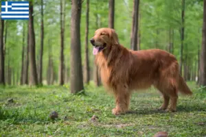 Read more about the article Criadores de Golden Retriever e cachorros na Grécia