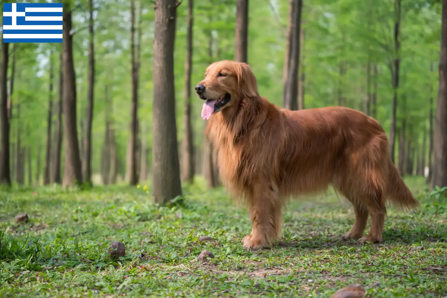 Golden Retriever cachorros e criadores Grécia Aqui pode encontrar criadores de Golden Retriever na Grécia.
