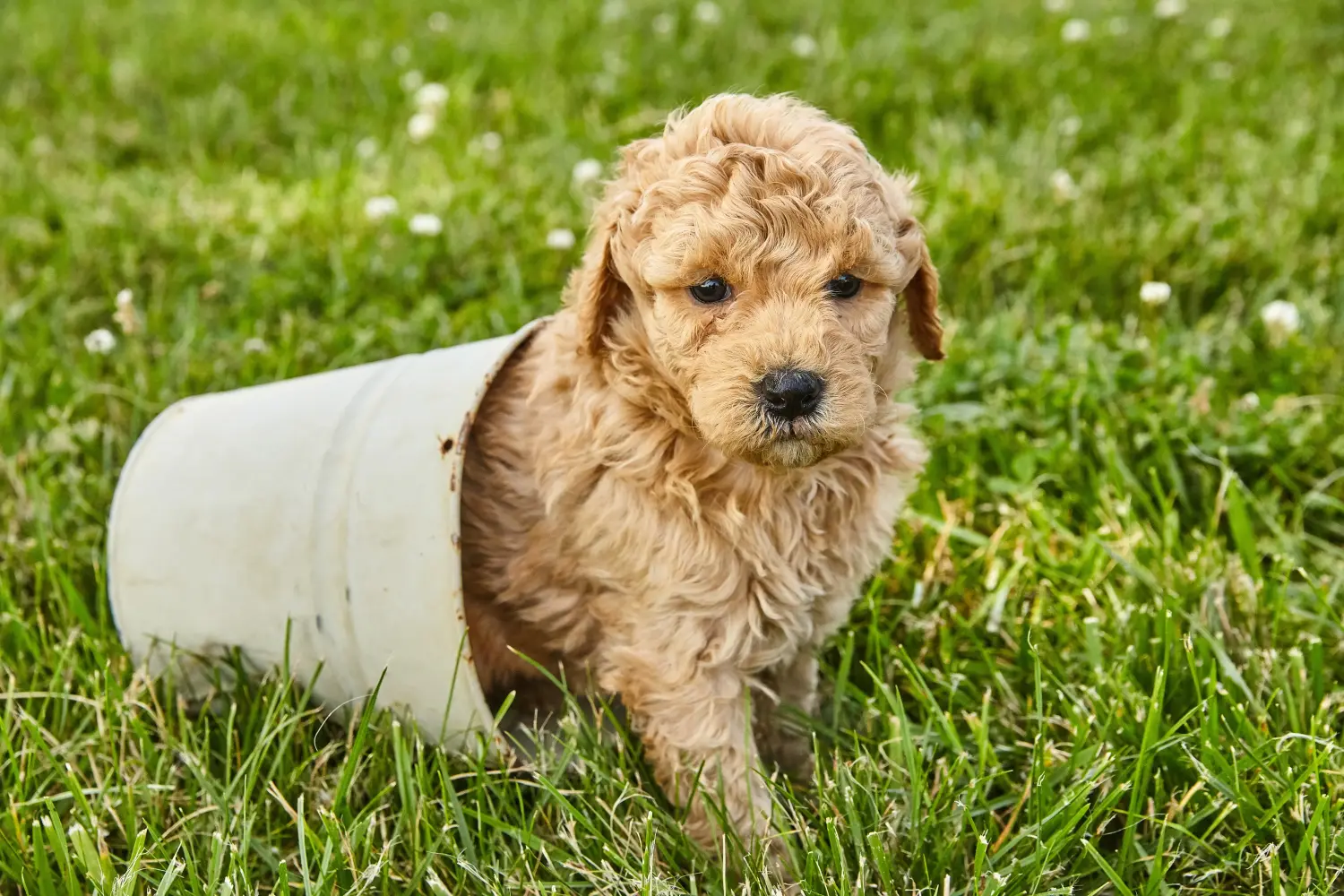 Comprar um cachorro Goldendoodle significa assumir responsabilidades! Comprar cachorros Goldendoodle.