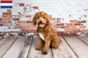 Read more about the article Criadores de Goldendoodle e cachorros nos Países Baixos