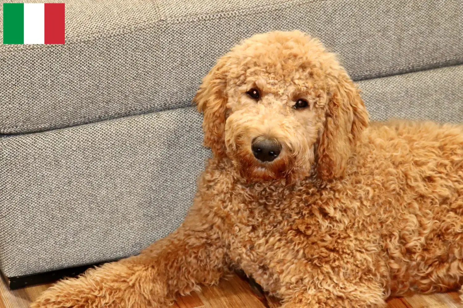 Cachorros Goldendoodle e criadores Itália Aqui pode encontrar criadores de Goldendoodles em Itália.